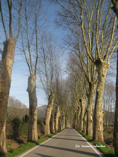 Viale dei Platani 